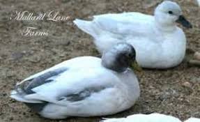 Call Ducks For Sale Mallard Lane Farms Call Ducks For Sale Ducklings For Sale Birds For Sale