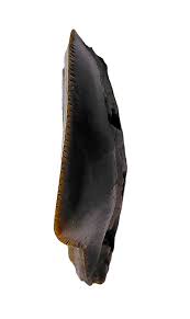 Image result for Erythrocephalum decipiens