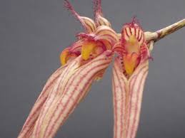 Image result for Bulbophyllum sandersonii