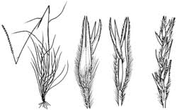 Image result for Elionurus