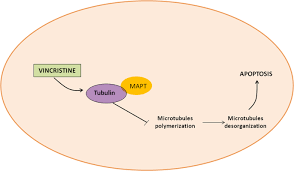 Prednisone is also used to treat other conditions in patients with normal corticosteroid levels. Variants In Vincristine Pharmacodynamic Genes Involved In Neurotoxicity At Induction Phase In The Therapy Of Pediatric Acute Lymphoblastic Leukemia The Pharmacogenomics Journal