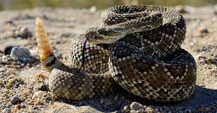 The World S Deadliest Snakes Rattlesnake Snake Gaboon Viper