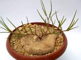 Image result for Brachystelma