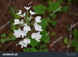 Image result for Habenaria attenuata