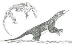 Image result for Paratheria