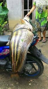 Jadi, selain sungai anda juga bisa menjadikan danau sebagai lokasi tepat untuk memancing ikan gurame. Experience Fresh Sea Trout Fishing Is Great Pengalaman Memancing Ikan Laut Tawar Yang Besar Steemkr