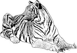2) click on the coloring page image in the bottom half of the screen to make that frame active. An Illustration Of White Tiger And Its Habitat Coloring Page Download Print Online Coloring Pages For Free Color Nimbus
