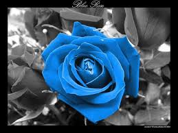 See more ideas about flowers, flower wallpaper, pink flowers wallpaper. Blue Roses Backgrounds Wallpaper Cave