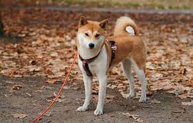It has a circulating supply of 0 shib coins and a max supply of 1 quadrillion. 73cmpg7t Ikwvm
