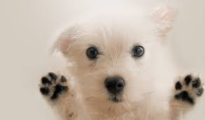 Operation kindness is a pioneer in north texas for providing assistance to animals in need of medical care, companionship, and most of all, a home. Kx94pd1sfb1k8m
