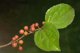 Image result for Flacourtia