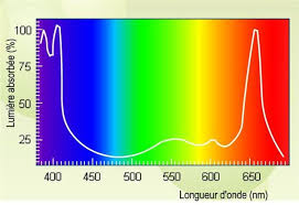 Comprendre La Photosynthese December Holidays World Information Holiday