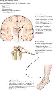 They live in great danger because they miss warning signals that could mean life or death. Nociplastic Pain Towards An Understanding Of Prevalent Pain Conditions The Lancet