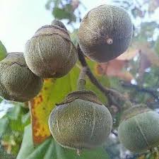 Image result for Thespesia garckeana