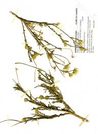 Image result for Pegolettia senegalensis