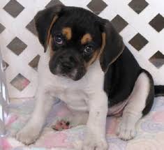 Black And Tan Puggle I Want This Puggle Dog Mommy Puppy Pictures