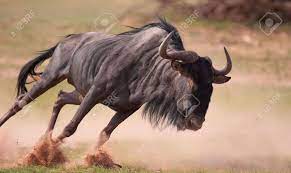 102 free images of wildebeest. Wildebeest Pictures Google Search Blue Wildebeest Wildebeest Animals