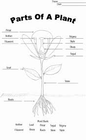 Parts Of A Flower Coloring Page Fresh Plant Diagram Coloring Sheet In 2020 Parts Of A Flower Plants Worksheets Plant Lessons