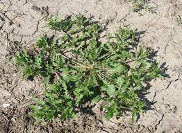 We did not find results for: Cutleaf Eveningprimrose Mizzou Weedid