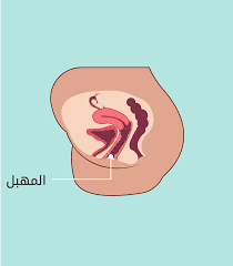 المهبل والأعضاء الداخلية - الحب ثقافة