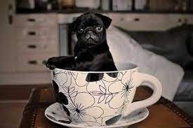 Teacup Pugs What You Need To Know About This Small Breed