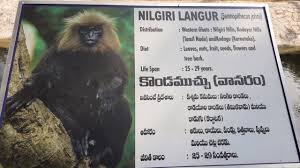 Nilgiri Langur In Nehru Zoo Park Hyderabad Kondamuchu In Hyderabad Zoo In 2020 Zoo Park Monkey Breeds Western Ghats