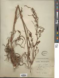 Image result for Rumex lanceolatus