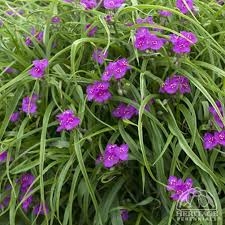 Maybe you would like to learn more about one of these? Plant Profile For Tradescantia Red Cloud Spiderwort Perennial
