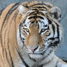 100 % guarantee tiger sharks every day all the. Chicago Zoological Society Brookfield Zoo The Chicago Zoological Society