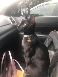 Pet clinic hours and pet clinic locations along with phone number and map with driving directions. Desoto Animal Clinic 24 Reviews Veterinarians 2910 Manatee Ave W Bradenton Fl United States Phone Number