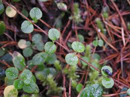 Image result for Linnaea borealis