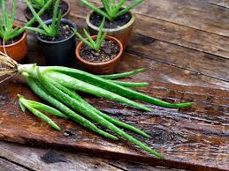 Maybe you would like to learn more about one of these? How To Propagate Aloe