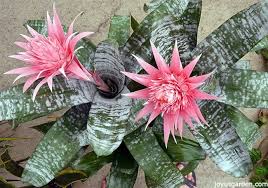 Check spelling or type a new query. Aechmea Plant Care Tips A Beautiful Bromeliad With The Pink Flower