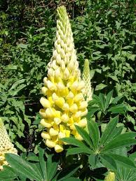 We did not find results for: Pin By Milena Amaral On Flores Amarelas Lupine Flowers Yellow Flowers Names Yellow Plants