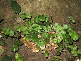 Image result for Adiantum reniforme