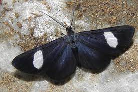 Significado De Las Mariposas Y Sus Colores