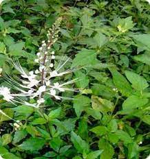 Kumis Kucing Tanaman Herbal