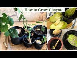 458 How To Grow Chayote Sayote From Fruit How To Germinate Chayote Youtube Growing Fruit Seeds