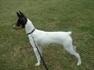 Toy Fox Terrier Puppies For Sale - AKC PuppyFinder