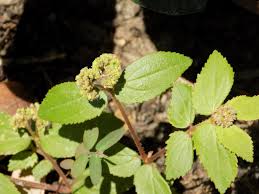 Image result for Euphorbia ophthalmica