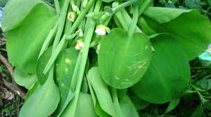 We did not find results for: Ini Dia 3 Alasan Lagu Genjer Genjer Identik Dengan Pki Citizen6 Liputan6 Com