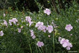 Image result for Barleria holubii