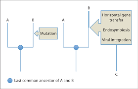 Descent with modification by natural selection explains the adaptations of organisms and the unity and diversity of life. The Nature Of Variation Does Not Modify The General Pattern Of Descent Download Scientific Diagram
