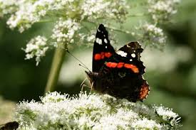 Informationen zu unserem produkt⬇️ shop.schmetterlingsgarten4u.de. Schmetterlings Garten Nabu Bw