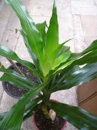 Dracaena fragrans massangeana) is a well known indoor plant which is grown in many homes and offices within the us, uk and europe. Dracaena Fragrans Growing From Cutting Kiyanti2008 S Weblog