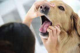 We did not find results for: Heimlich Maneuver For Dogs What To Do If My Dog Is Choking Animal Emergency Center Memphis Veterinarian