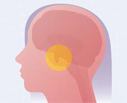 Image result for Prolactin