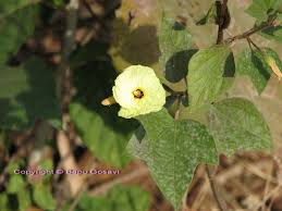 Image result for Azanza lampas