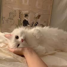 Pin By Esra Belli On Animals In 2020 Cute Baby Cats Cat Aesthetic Cute Little Animals