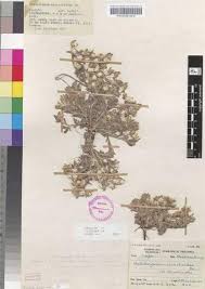 Image result for Helichrysum cerastioides